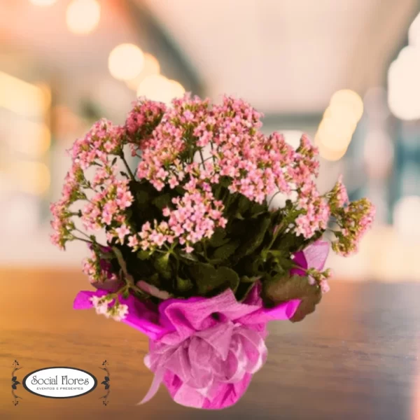 Kalanchoe-Cor-de-Rosa-no-Vaso-social-flores-curitiba