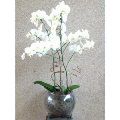 Orquídea-2-Hastes